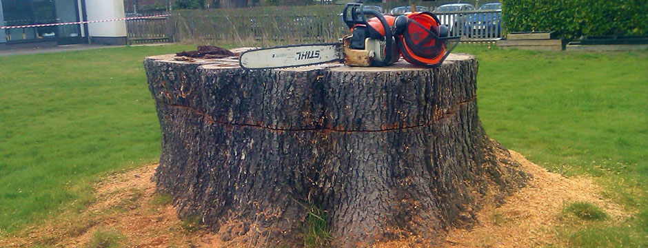 Chain saw and hard hat atop huge stump